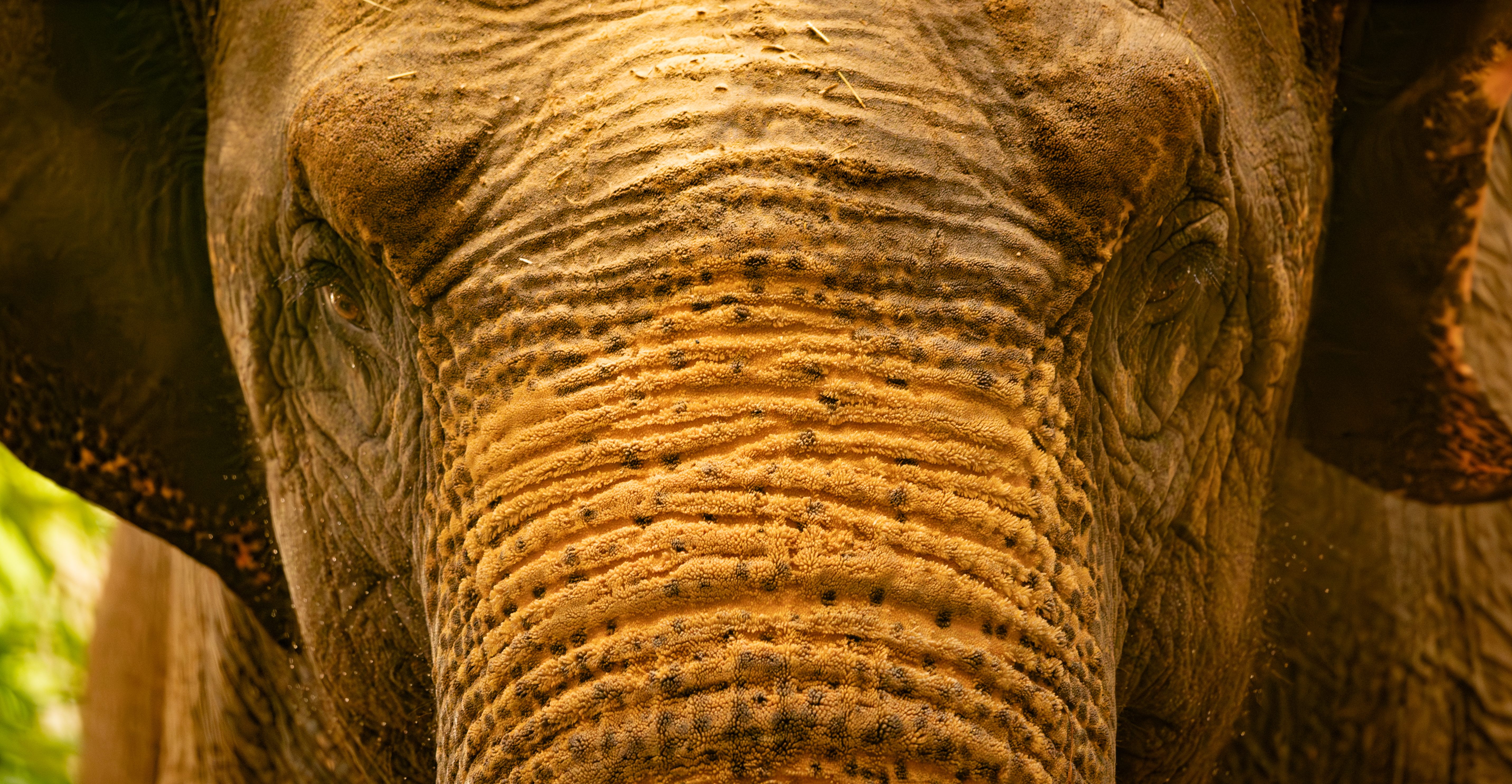 Close-up of an elephant's face and trunk