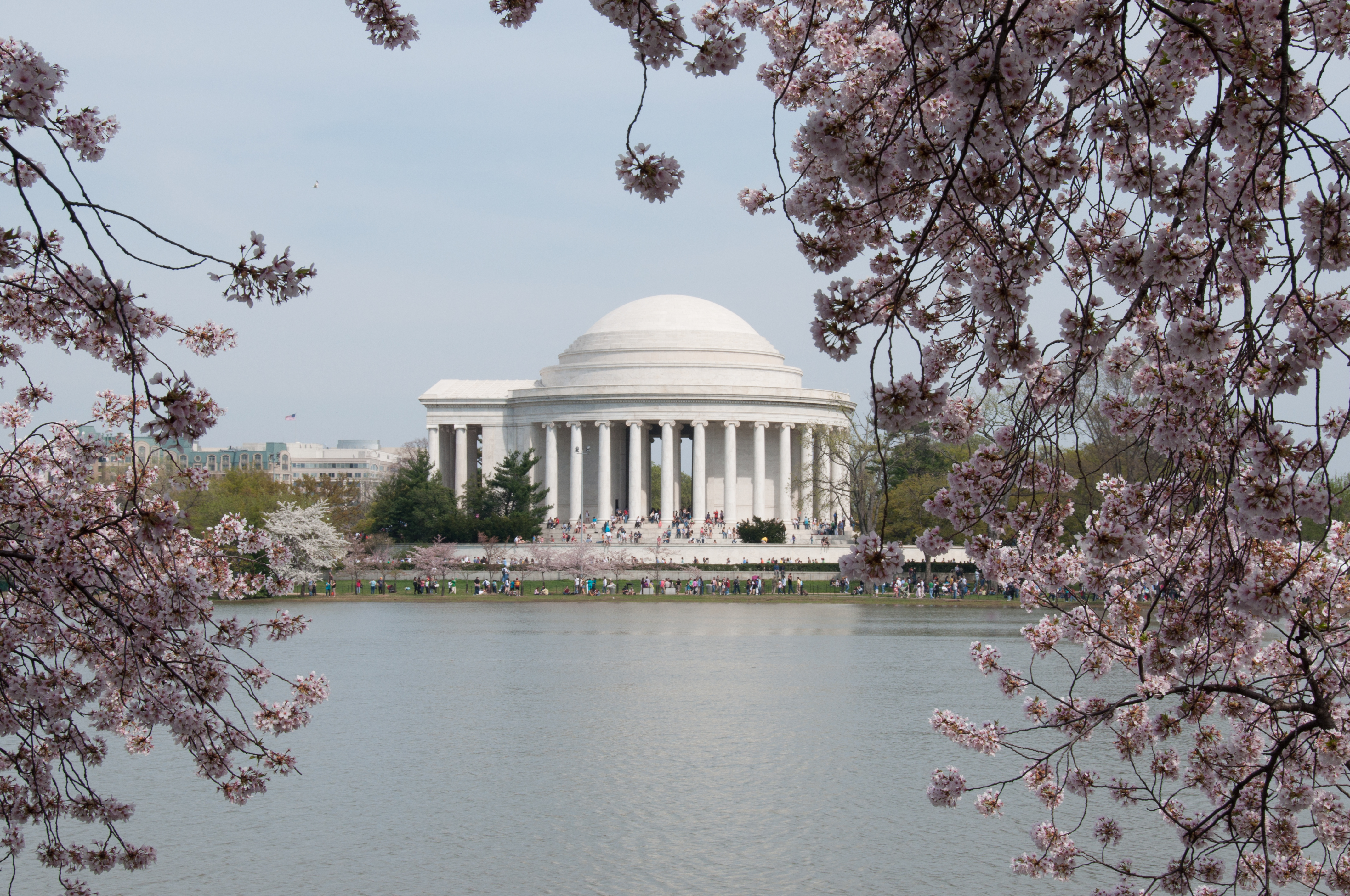 Jefferson Memorial framed by cherry blossoms